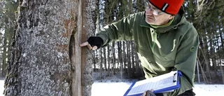 Trädkollen ger arbetslösa en chans