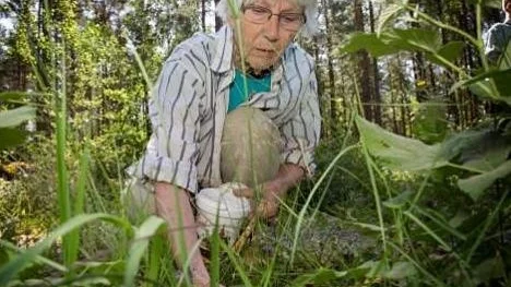 Siv-Britt Andersson plockar smultron i dikeskanten utefter skogsvägen.