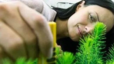 Linda Eriksson på Bioagri mäter granplantor.