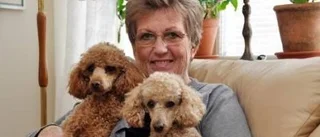 Pensionär - då börjar hundlivet