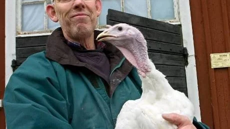- Visst känns det trevligt att vara kalkonuppfödare, när forskarna kommer fram till att kött från fågel är nyttigare att äta än rött kött, säger Calle Samuelson som har kalkonuppfödning på Vikbolandet. &tab;Foto: Janne Forsby
