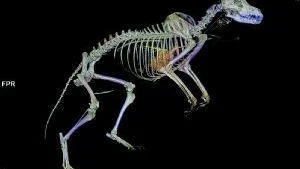 Vid invigningen visades bland annat den här röntgenbilden som tagits med den nya tekniken. Vargen som är undersökt i datortomografen kommer från Kolmårdens djurpark. 	                                 Foto: Universitetssjukhuset