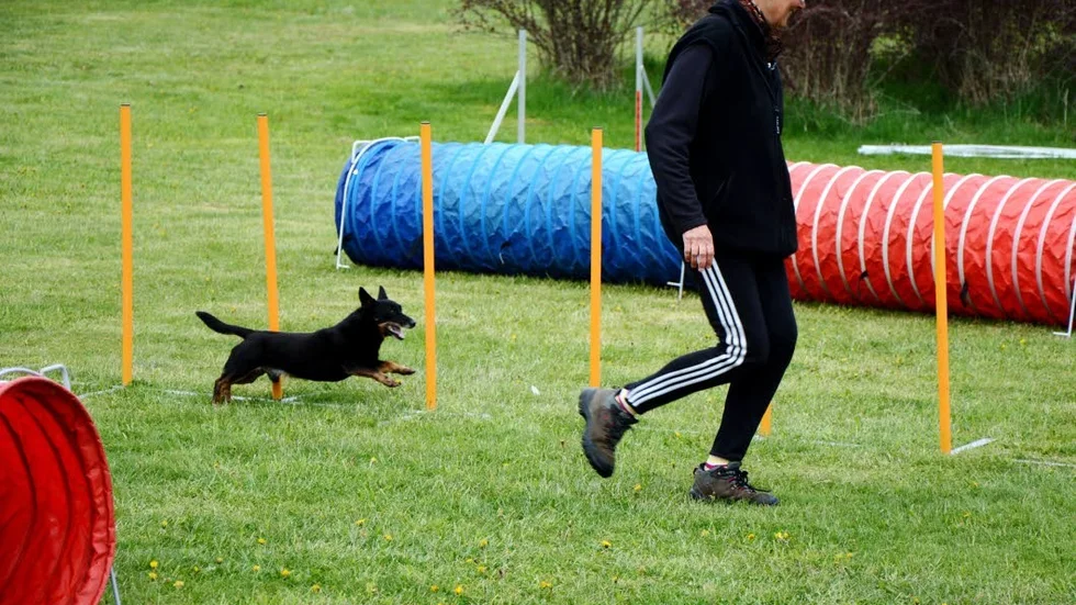 Catharina Jägevall som driver Chatarinas agilitycenter gav sig ut i agilitybanan med Jack, en lancashire heeler.