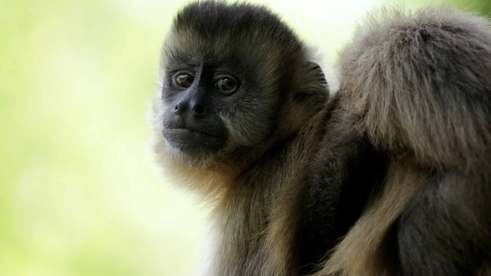 Huvudroll. Apan Saï hamnar ensam i Amazonas djungel i familjefilmen "Amazonia".
Foto: Njuta films