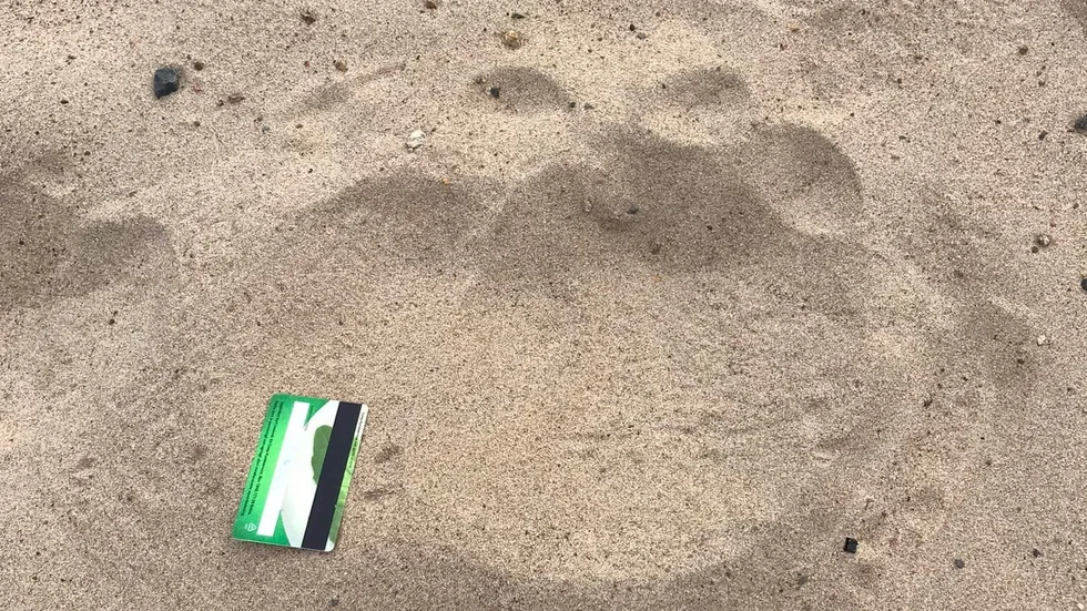 I sanden på Lillskorven fanns flertalet stora spår där det tydligt går att se björnens tår markerade. Som jämförelseobjekt har ett kreditkort lagts på marken vid ett av avtrycken.