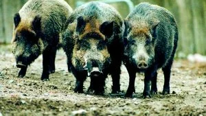 Att vildsvinen förökar sig snabbt och nu beräknas vara 30 000 i Sverige är till glädje för en del - för andra inte.
ARKIVFOTO: PRESSENS BILD