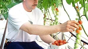 Tomater av olika sorter plockas nu varje dag av Mats Andersson.
FOTO: GUNNAR JOHANSSON