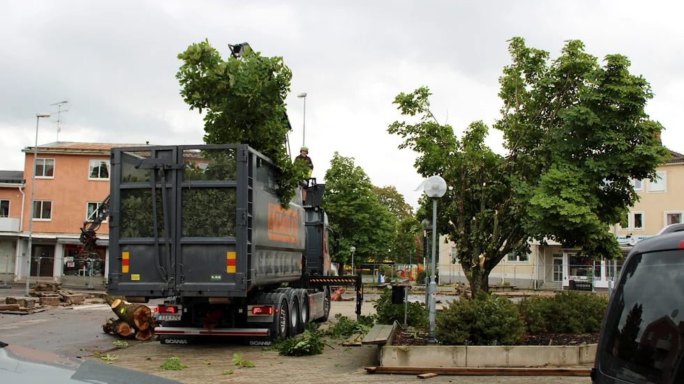 Två av träden på Tors Plan kommer att sparas, men resten av träden på torget sågas nu ner.