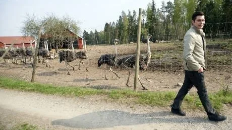 Strutsarna på Forsby gård i Kimstad är mycket nyfikna och följer direkt efter arrendatorn Gustaf Widerström, för att kolla om något är på gång!