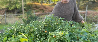 Pyralider förstör fritidsodlares tomater – Eleonora i Stallarholmen drabbad: "Jag fick slänga så många plantor" 