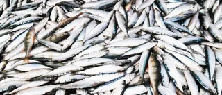 Vilket oerhört oseriöst löjfiskebeslut som fattats