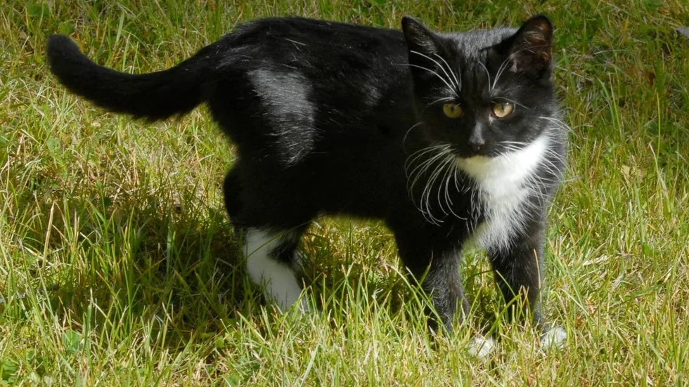 Kattdöd. Många katter dör i trafiken och nu under höstmåndaderna är risken särskilt hög.