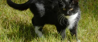 Vad göra om du kör på en katt?