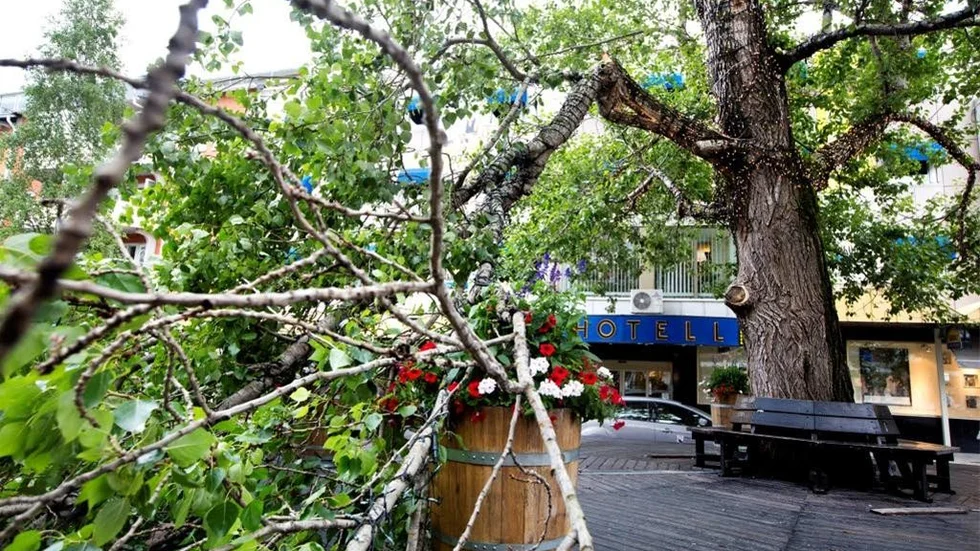 Ännu en stor gren har rasat från poppeln på Byxtorget och parkchef Ulrika Bohman säger att trädet börjar gå mot slutet av sin karriär.
