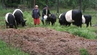 Elisabet Storck och Jim Englund i kretsen av sina kor av rasen Belted Galloway.
