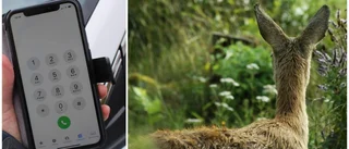 Kvinna körde på rådjur – väntade flera timmar med att anmäla · Nu döms hon 