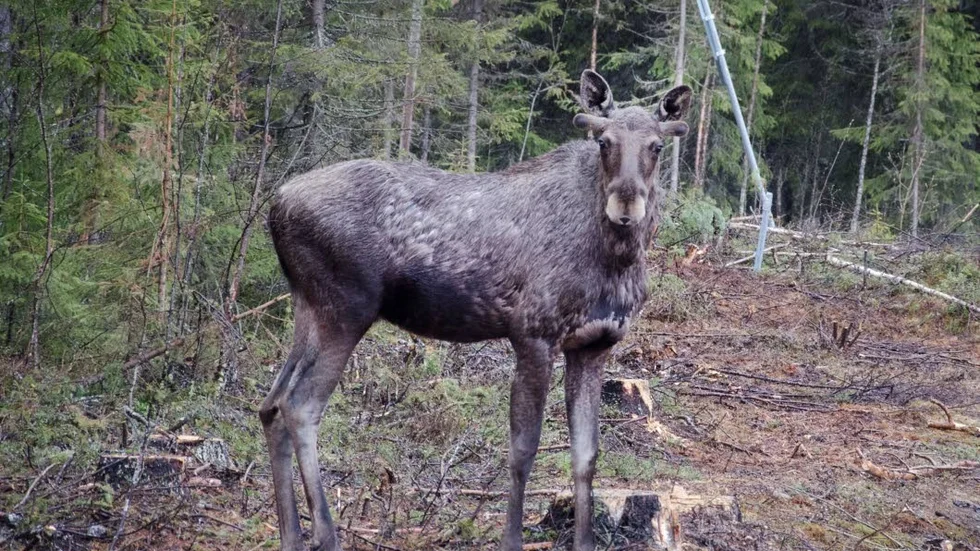 Första fallet av avmagringssjuka hos älg i Sverige upptäcktes i Arjeplog.