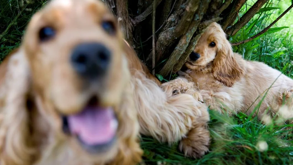 Cockerpoo är en blandning av cockerspaniel och pudel. Tyvärr upptäckte älvsbyborna genom DNA-test att det inte fanns ett uns pudel i sina hundar. Bara spaniel och spets.