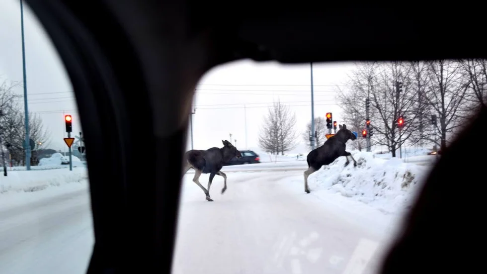 Den här bilden på de två älgkalvarna togs i vintras av en forksare på tillfälligt besök i Piteå. Det är sannolikt samma älgar som hälsade på i en trädgård på Borevägen på söndagskvällen.(Arkivbild)