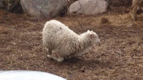DEFEKT. På grund av defekta framben kunde inte lammet gå utan fick hasa sig fram.  Foto:  Länsstyrelsen