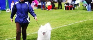 Oansvariga hundägare är en sanitär olägenhet