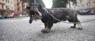 Taxen - mycket hund i litet format
