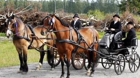 Dubbelt Grans i hemmatävlingen i hästkörning, till vänster Linnea Eriksson och Ida Wiklund bakom Harv och till höger Katrine Aslaksrud Lundström och mamma Gunnel bakom Llerom.