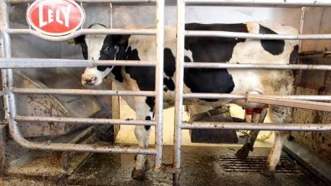 Mjölkproduktionen genomgår en snabb strukturförändring med stora kobesättningar och mjölkrobotar. Även i norra Sverige ökar besättningar på minst 120 mjölkkor kraftigt, men totala antalet kor i Norrland minskar mer än i övriga landet, visar en ny rapport. (Arkivbild)