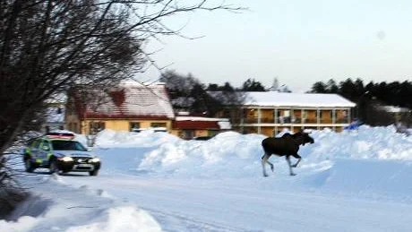 hela veckan. Älgkon och kalven har enligt Mauritz Henriksson rört sig i centrala Gällivare under hela veckan.