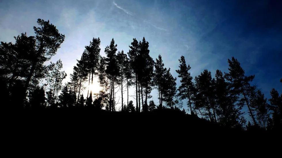 Skogen. Behöver sitt ägande.