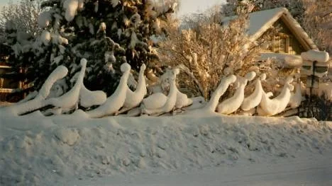 Snösvanar i Älvsbyn.