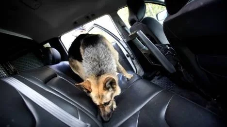 Lämna inte din hund i bilen. Även en mulen sommardag förvandlas bilen till en bastu. (Arkivbild)