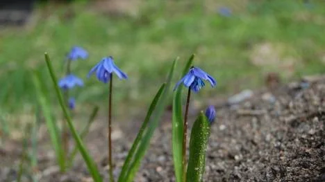 Ett säkert vårtecken är när scillan tittar fram ur jorden. Här från en trädgård i Hortlax.
