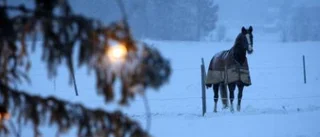 Julgranen