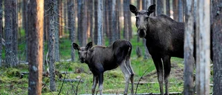 Älgjaktstävling: Skicka in ett foto från ditt pass