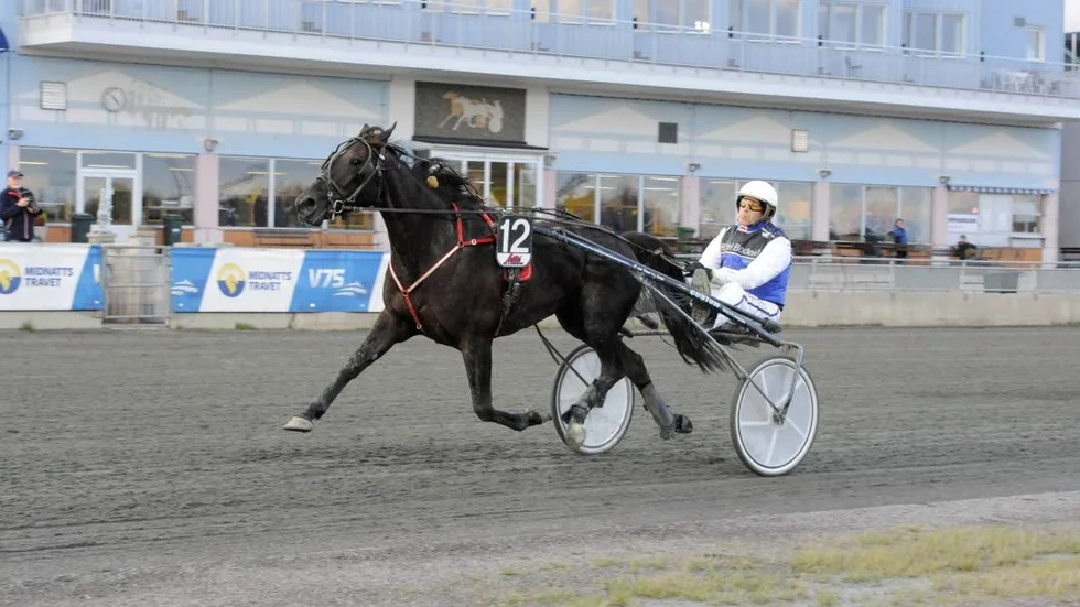 I vinnarcirkeln. Sexåriga stoet Sembs Puradour med Kimmo Nurmos i sulkyn från ett tidigare lopp på Bodentravet.