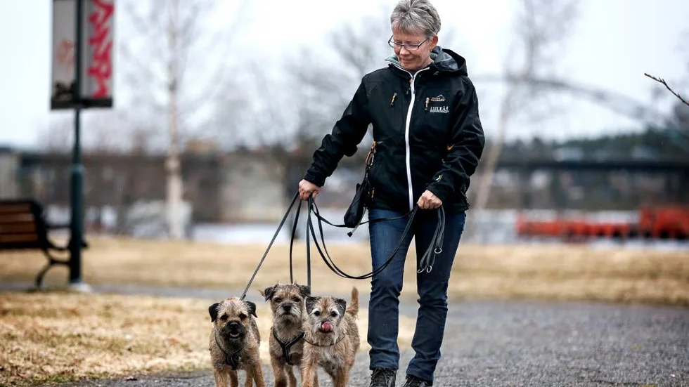 Svullen. ”Man märker på honom att han är lite påverkad, lite svullen. Han är piggare men inte sitt vanliga jag”, säger Lena Holmqvist om hunden Sisu, som blev biten av en huggorm i söndags.