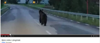 Mötte björnen i Långträsk