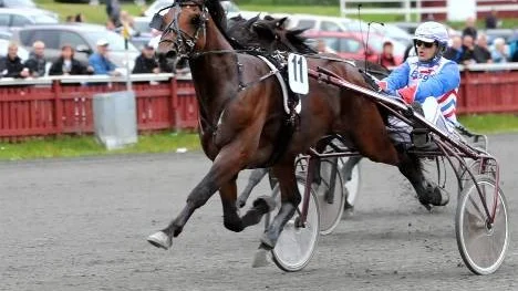 Ove A Lindqvist vann fem lopp i Skellefteå igår. Bland dem hälften av V65-loppen. Det enklaste med obesegrade 3-årslöftet Remember My Name i V65-3.