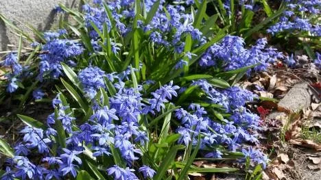 Vårtecken - blommor vid tingshuset efter Nygatan i Piteå.
