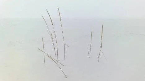 Gläntan, vid havsbadet,  häromdagen i tät dimma. Man skönjer med viss svårighet konturerna av strandlinjen och horisonten. Strandrågen ståtar i djup snö och bidar den annalkande sommaren.