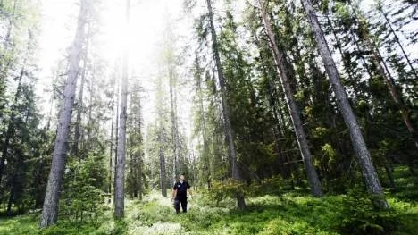 Branschorganisationen SMF Skogsentreprenörernas vd Ulf Sandström tror att skogsbranschen har lämnat den värsta krisen bakom sig. "Det skulle förvåna mig om det blir några stora inskränkningar under vintern", säger han.