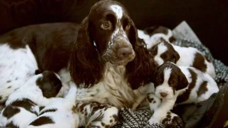 En kull med engelsk springer spaniel-valpar från kennel High Score som om några veckor ska få komma till egna, väl utvalda, hem. Men alla valpar har inte lyckan att hamna hos bra ägare.