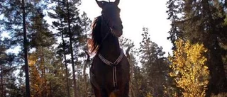 Meadow Zoot - mot alla odds