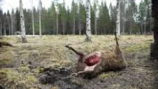 FÄLLT FÅR. Det dödade fåret upptäcktes på tisdagsmorgonen då skocken skulle matas.