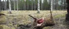Björn dödade får på Hägnan