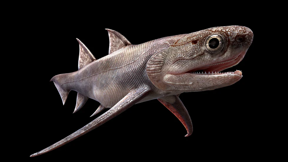 Nya fossilfynd i Kina visar utvecklingen av några av de tidigaste käkförsedda fiskarna. På bilden hajsläktingen Qianodus duplicis som levde för 439 miljoner år sedan. Dess tänder är de äldsta tänder som vetenskapen känner.