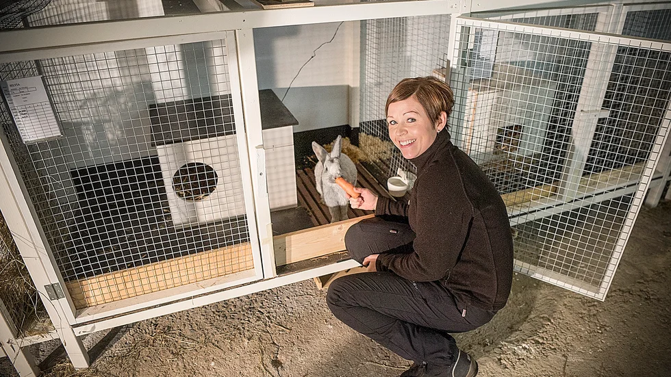 Nytt. Under Hanna Hokkanen uppväxt fanns här mjölkkor, men nu fylls ladugården av kaniner. Foto: Lars Eriksson.