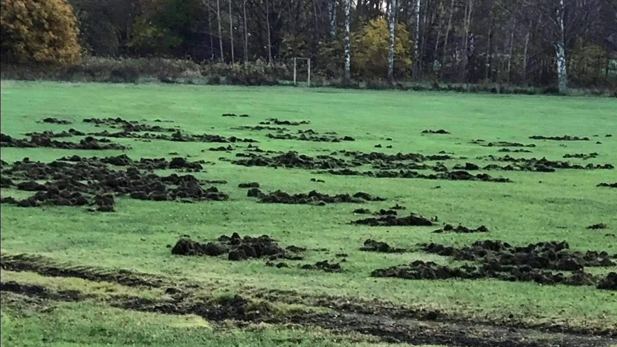 Vildsvinen bökar upp stora ytor i jakt på mat och kan därför orsaka skador på grödor för lantbrukare. Samtidigt uppskattar Jägareförbundet en god vildsvinsstam för jaktens skull.