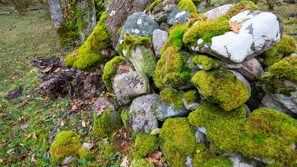 Forskningen blir allt samstämmigare. Att röra sig i naturen bidrar till fysisk och psykisk hälsa. 
